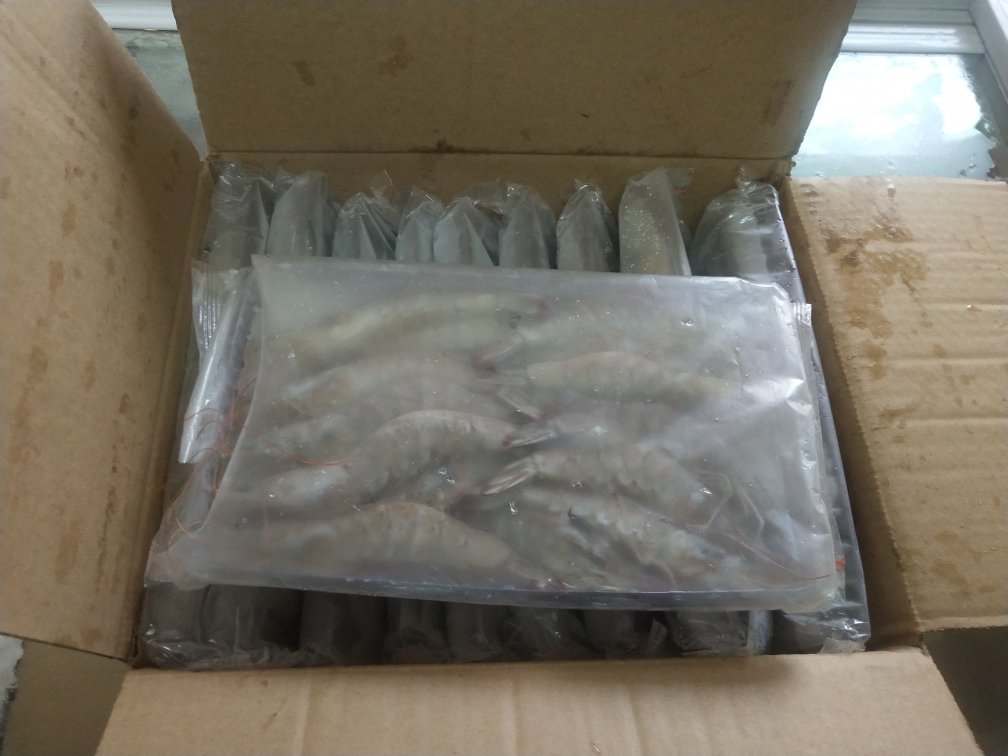 一辆冷藏运输车正向养殖池中缓慢倾倒装有南美白对虾幼苗的塑料袋,技术人员手持温度计监测水温,准备进行苗种投放,周围为标准化养殖池区 南美白对虾幼苗运输与投放现场