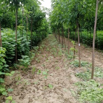 梓树楸树基地