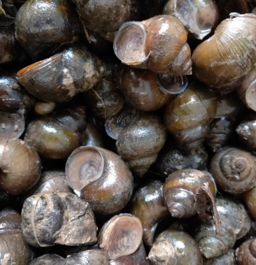 [田螺批发]田螺价格2.50元/斤 - 一亩田