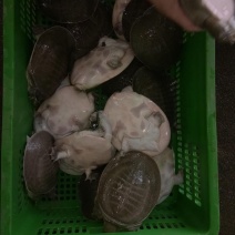 半野生水鱼