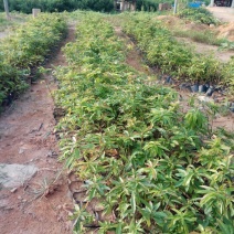 营养杯木荷苗出售