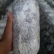 小黑平菇菌种，灰美2号，969，德丰5号，8129
