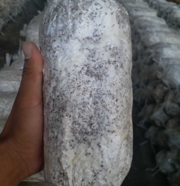 小黑平菇菌种灰美2号969德丰5号8129