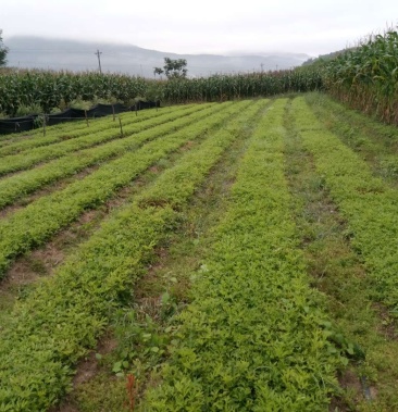 [白头翁批发]白头翁价格0.20元/棵 - 一亩田