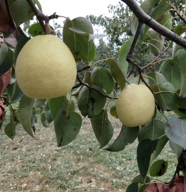 山西隰县酥梨,可视频看货.产地直供,欢迎合作.