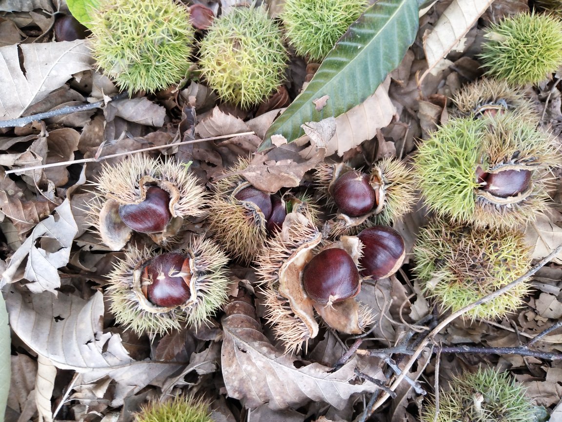 罗田油栗采收与初加工现场