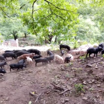 云南土香猪，黑猪生态园