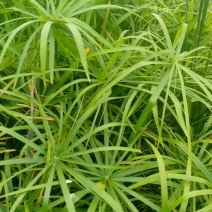 旱伞草水生植物基地直发净化水质盆栽花卉可视频看货