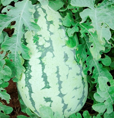 [西瓜批发]西农8号西瓜 8斤打底 9成熟 1茬价格0.25元/斤 - 一亩田