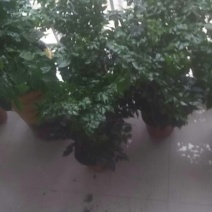 出售幸福树，品质好，欢迎咨询，