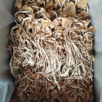 广昌茶树菇开伞干茶薪菇干货新鲜特级非野生19年新