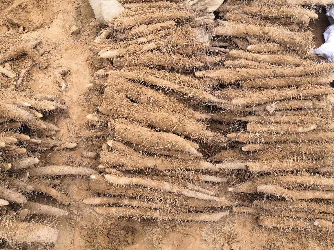 棒山药种植场景图