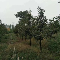 柿子树，5公分柿子树，10公分柿子树，20公分柿子树