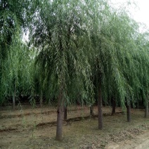 垂柳，嫁接垂柳15~20cm4~6cm3.5~4米