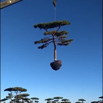 造型松树