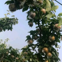 梨树