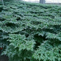 出售幸福树盆景，品质好。价格优。需要的与我联系！