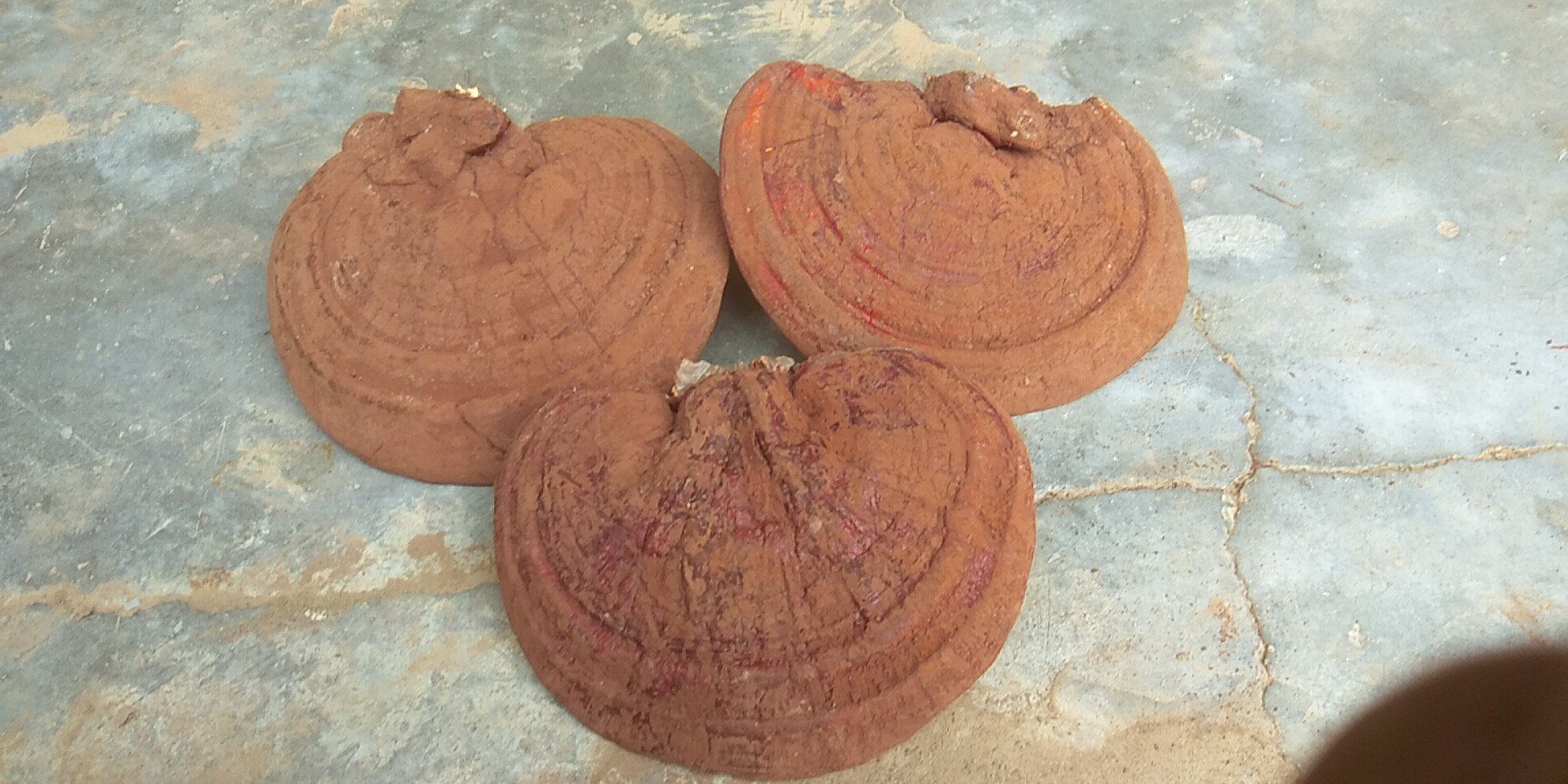 干燥的赤灵芝子实体特写