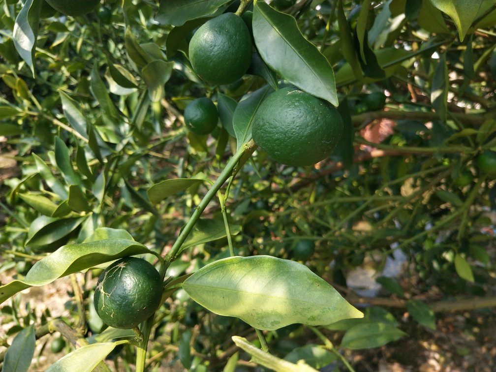 金桔树上挂满青色果实特写