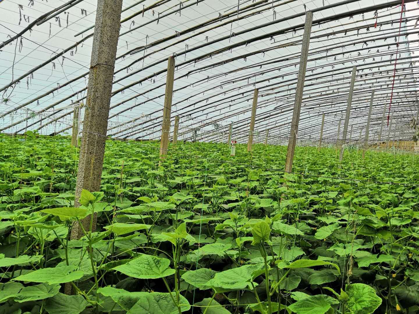 一名农民手持背负式喷雾器,在温室中对小黄瓜植株下部茎叶进行均匀喷雾作业,喷头距离植株约30厘米,背景可见整齐排列的黄瓜架 生物菌剂喷施场景