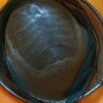 野生甲鱼（江苏盐城）