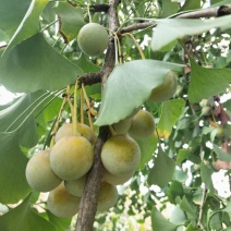 饭白果