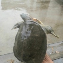野生甲鱼