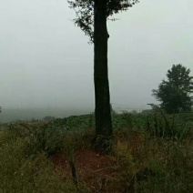 皂角树