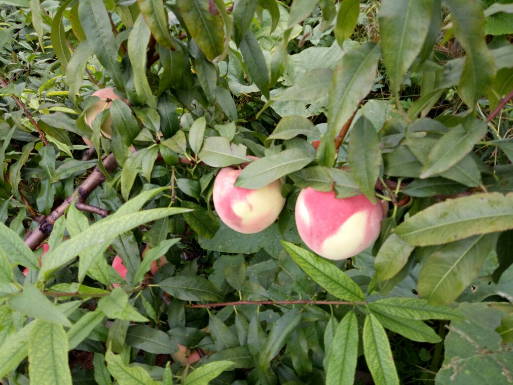 现代插画风格下的中华寿桃图案