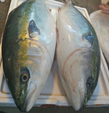 [油甘鱼批发]日本深海油甘鱼青甘日式料理生鱼片价格55.