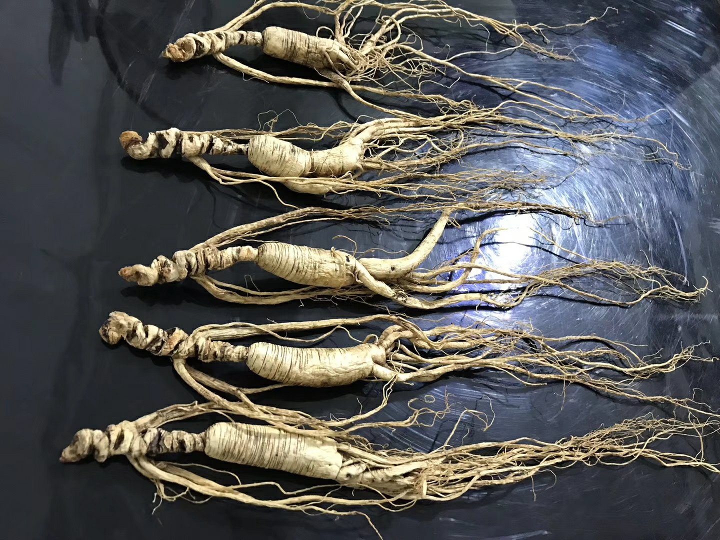 优质林下参芦头与劣质芦头对比图：左侧为符合标准的干燥芦头（表面棕黄、芦碗清晰、断面致密），右侧为霉变芦头（局部绿斑、质地酥软、断面发暗）