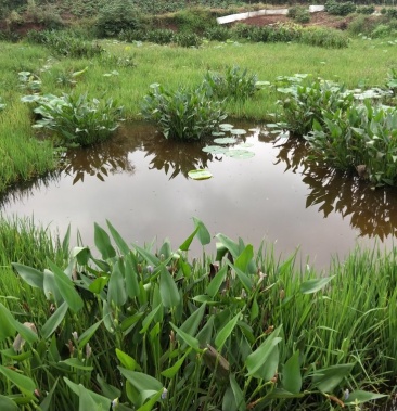 [小对叶水草种子批发]大爷草价格1.00元/公斤 - 一亩田