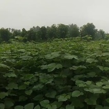 梓树苗
