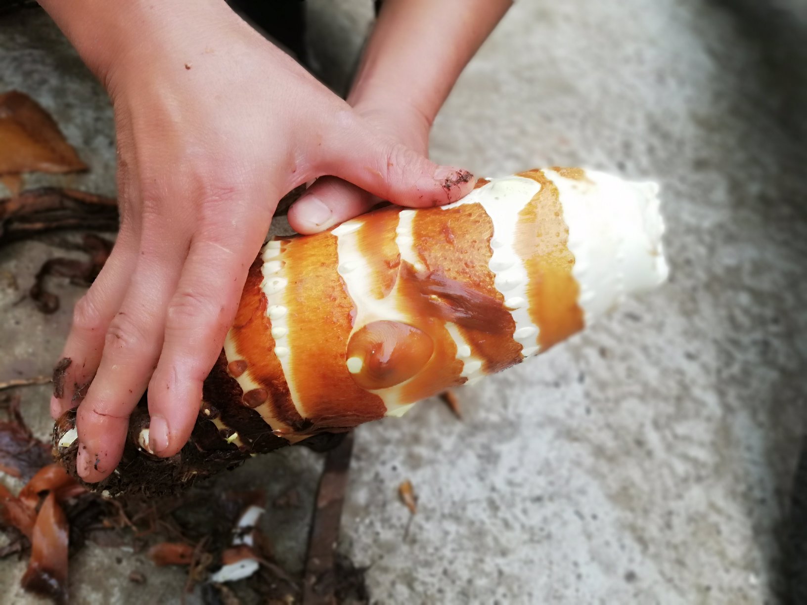 佩戴手套削香芋的示意图,展示如何安全处理香芋以避免皮肤刺激 佩戴手套削香芋的示意图