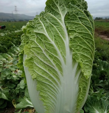 宁夏固原市黄心大白菜大量上市中产地一手货源可全国发货