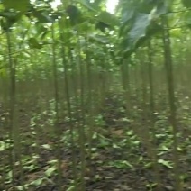 梓树苗