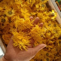 金丝黄菊