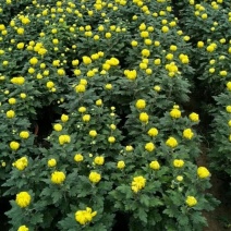 菊花已上市