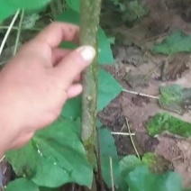 梓树苗