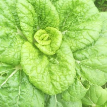 菊花信