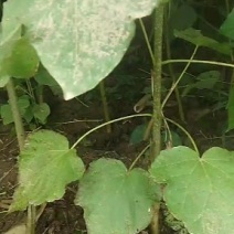 梓树苗