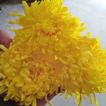 金丝皇菊