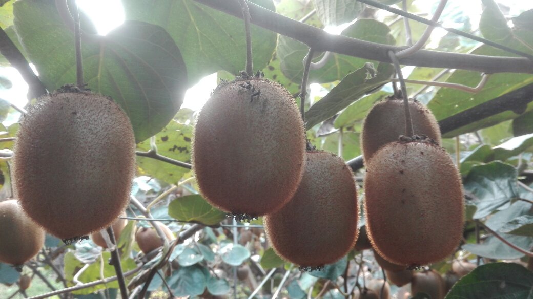 一片阳光充足的猕猴桃果园,藤蔓缠绕在支架上,枝叶间悬挂着多个成熟的海沃德猕猴桃,果实呈椭圆形,表皮褐色带细绒毛,部分果实已采摘留下剪口,清晨露珠挂在叶片边缘 果园中的海沃德猕猴桃植株