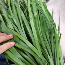 大量优质韭菜