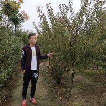 红叶碧桃6公分，鄢陵货源，有需要老板联系