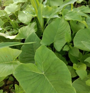 [毛芋头批发]麻芋子,又名芋儿郎价格19.50元/斤 - 一亩田