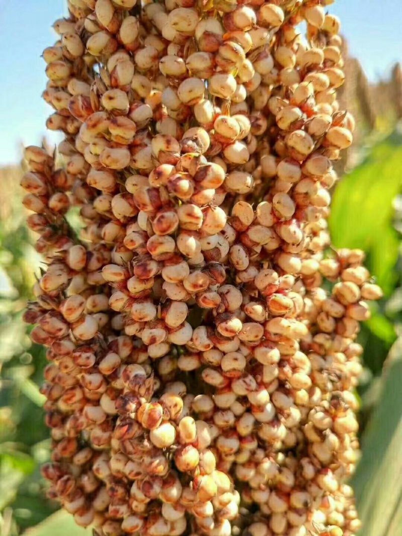 晋糯3号高粱   山西临汾隰县一等糯高粱