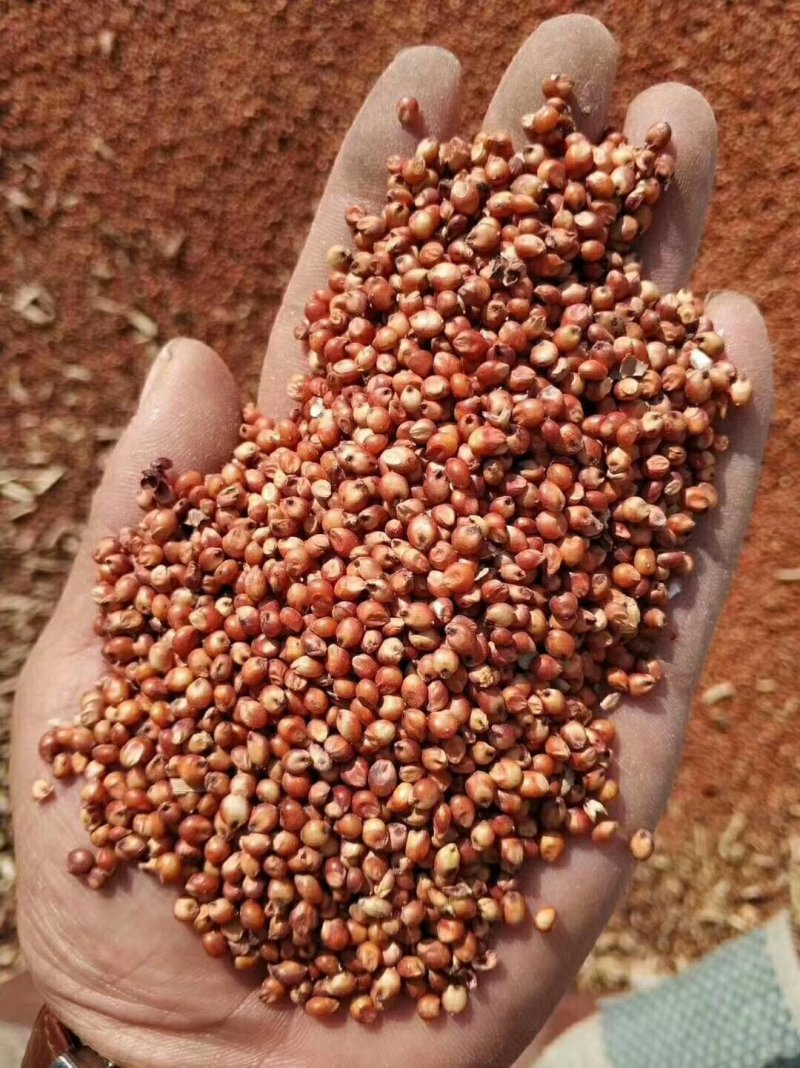 晋糯3号高粱   山西临汾隰县一等糯高粱