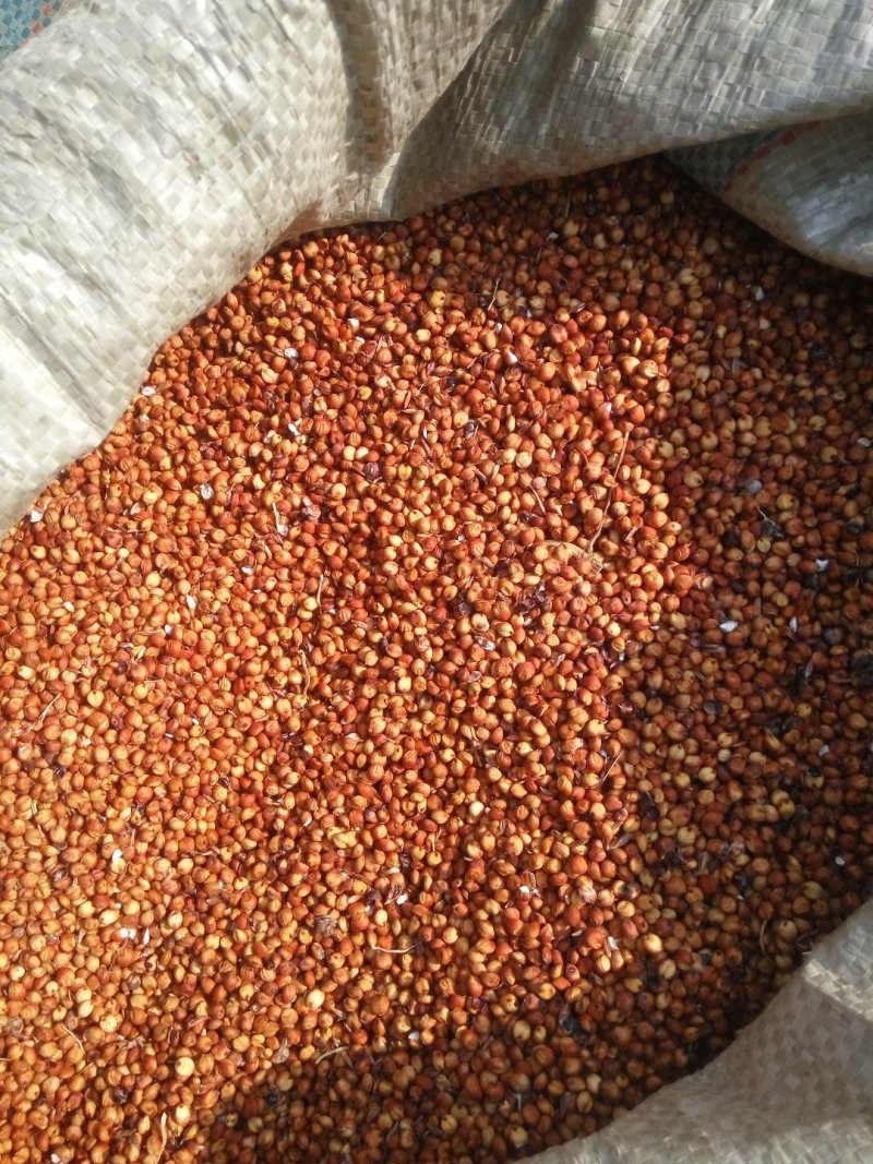 晋糯3号高粱   山西临汾隰县一等糯高粱