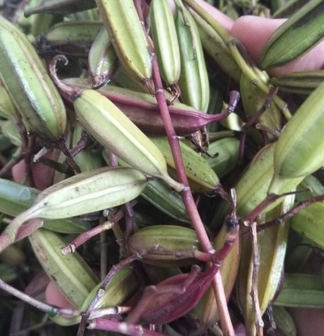 [白芨批发]白芨果荚价格30.00元/斤 - 一亩田